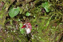 Image of Corybas taiwanensis T. P. Lin & S. Y. Leu