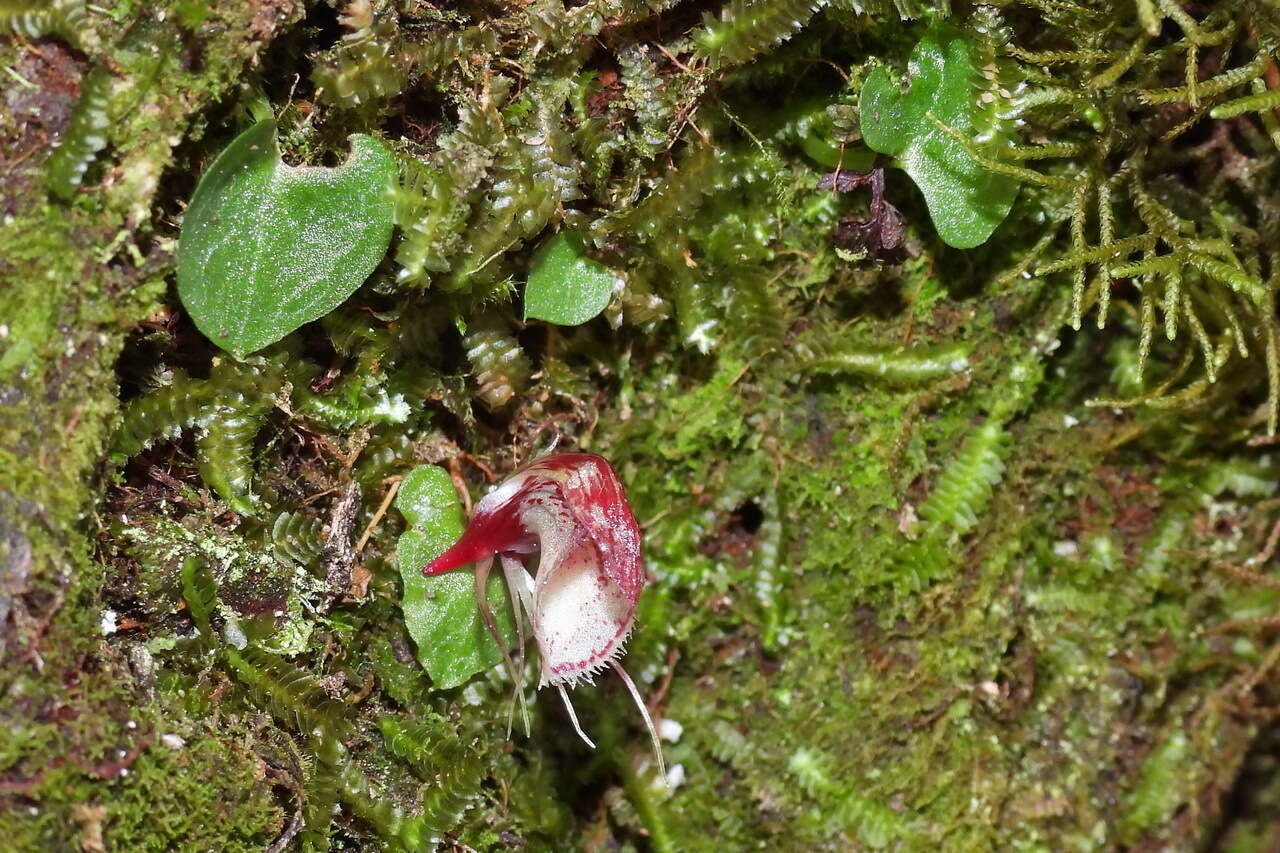 Image of Corybas taiwanensis T. P. Lin & S. Y. Leu