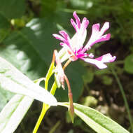 Plancia ëd Clarkia concinna subsp. automixa R. N. Bowman