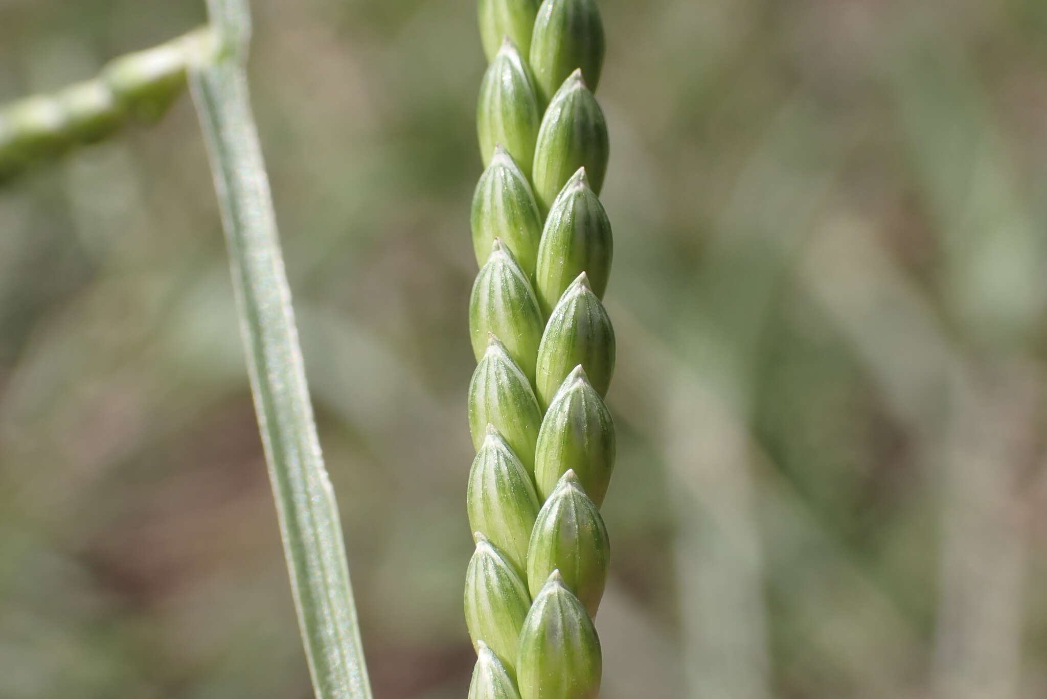 Plancia ëd Brachiaria plantaginea (Link) Hitchc.