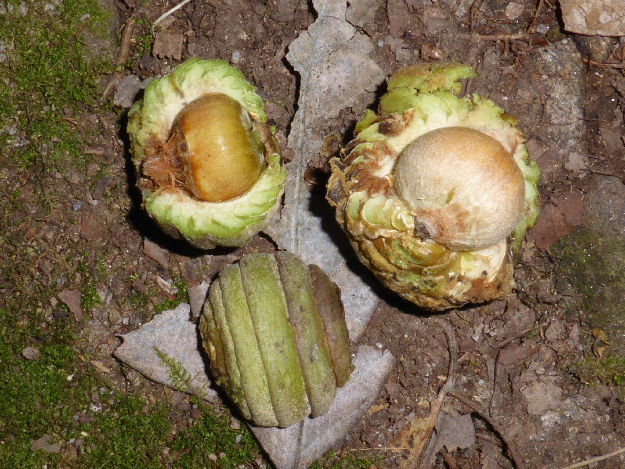 Imagem de Quercus lamellosa Sm.