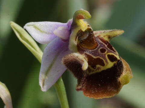 صورة Ophrys fuciflora subsp. heterochila