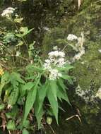 Image of Eupatorium formosanum Hayata