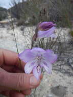 Imagem de Gladiolus inflatus (Thunb.) Thunb.