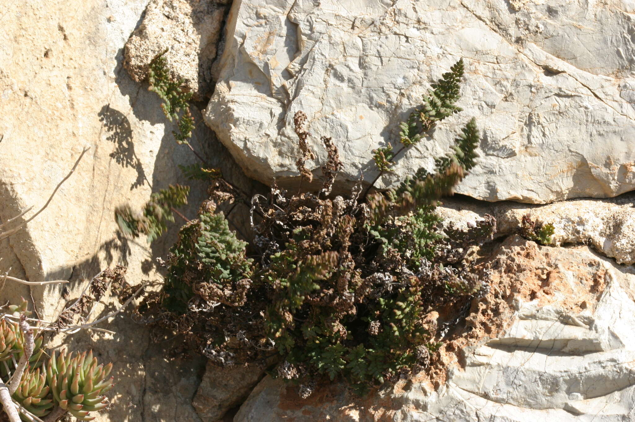 Image de Oeosporangium pteridioides subsp. acrosticum (Balb.) Fraser-Jenk. & Pariyar