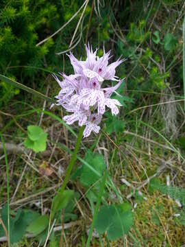 Image of Neotinea tridentata subsp. commutata (Tod.) R. M. Bateman, Pridgeon & M. W. Chase