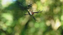 Image of Leucauge tessellata (Thorell 1887)