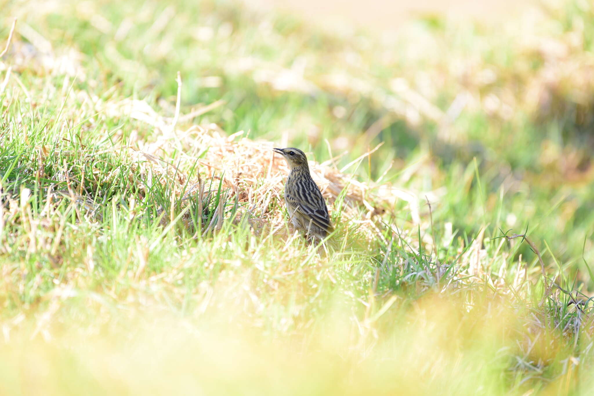 Image of Nilgiri Pipit