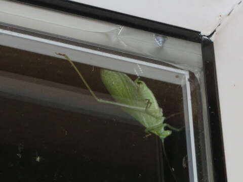 Image of Broad-winged Bush Katydid