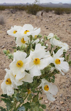 Image of Mojave pricklypoppy