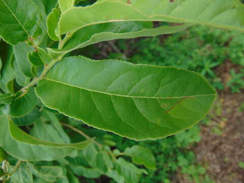 Image de Casearia nitida (L.) Jacq.