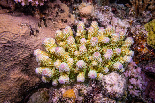 Image of Finger Coral