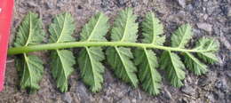 Image of musky stork's bill