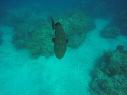 Image of Black Grouper