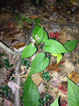 Image of white wood aster