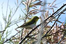 Image of Wood Warbler