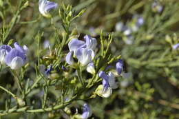 Image de Psoralea verrucosa Willd.