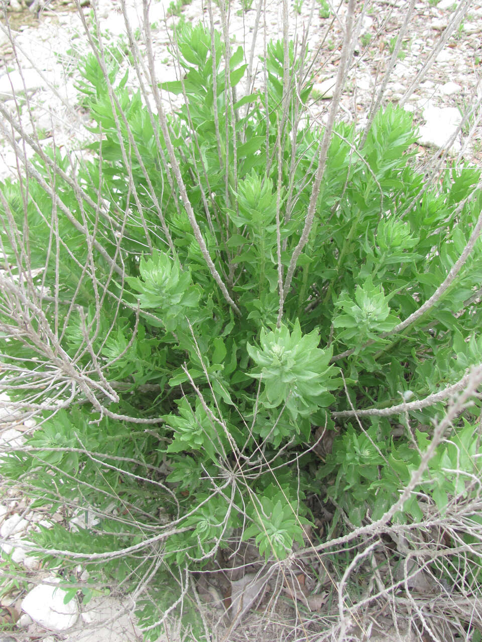 Image de Brickellia dentata (DC.) Sch. Bip.