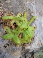 Image of Pinguicula casperiana