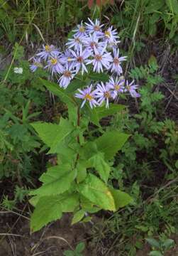 Eurybia conspicua (Lindl.) G. L. Nesom resmi