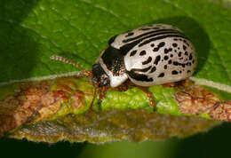 Image of Common Willow Calligrapha