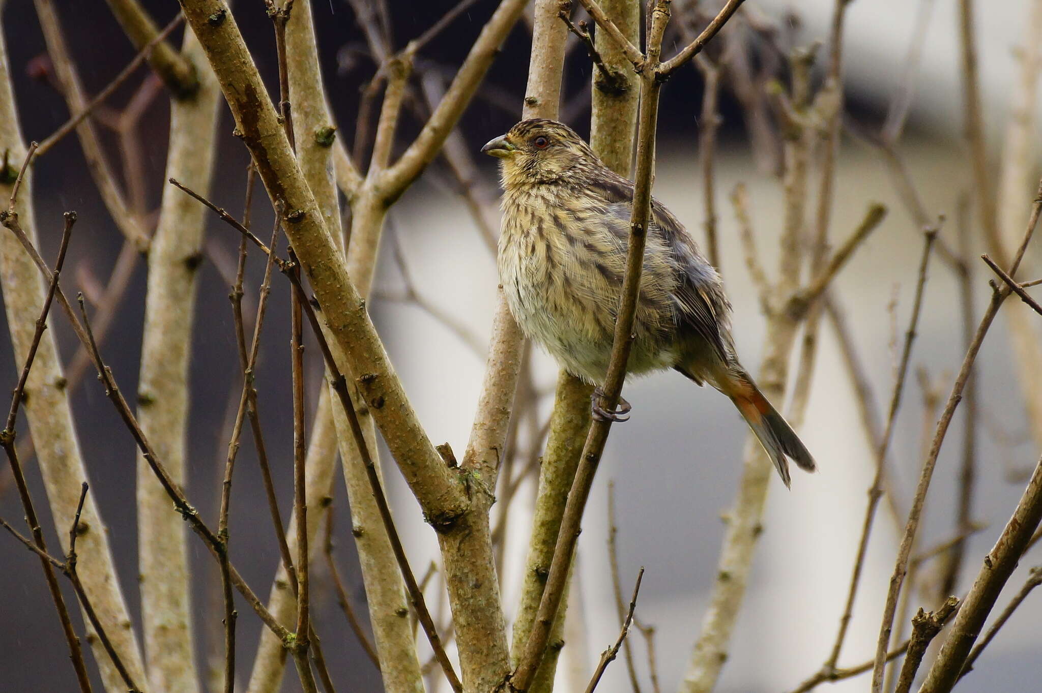 Image of Rufous-tailed Plantcutter