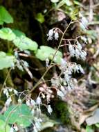 Image of Heuchera longipetala var. orizabensis (Hemsl.) R. A. Folk