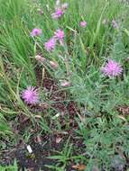 Imagem de Centaurea stoebe L.