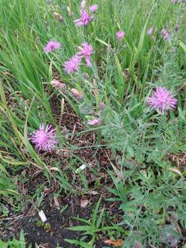 Image of spotted knapweed