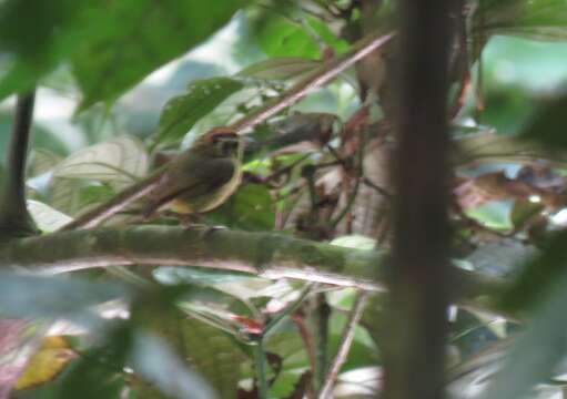 Platyrinchus coronatus Sclater & PL 1858的圖片