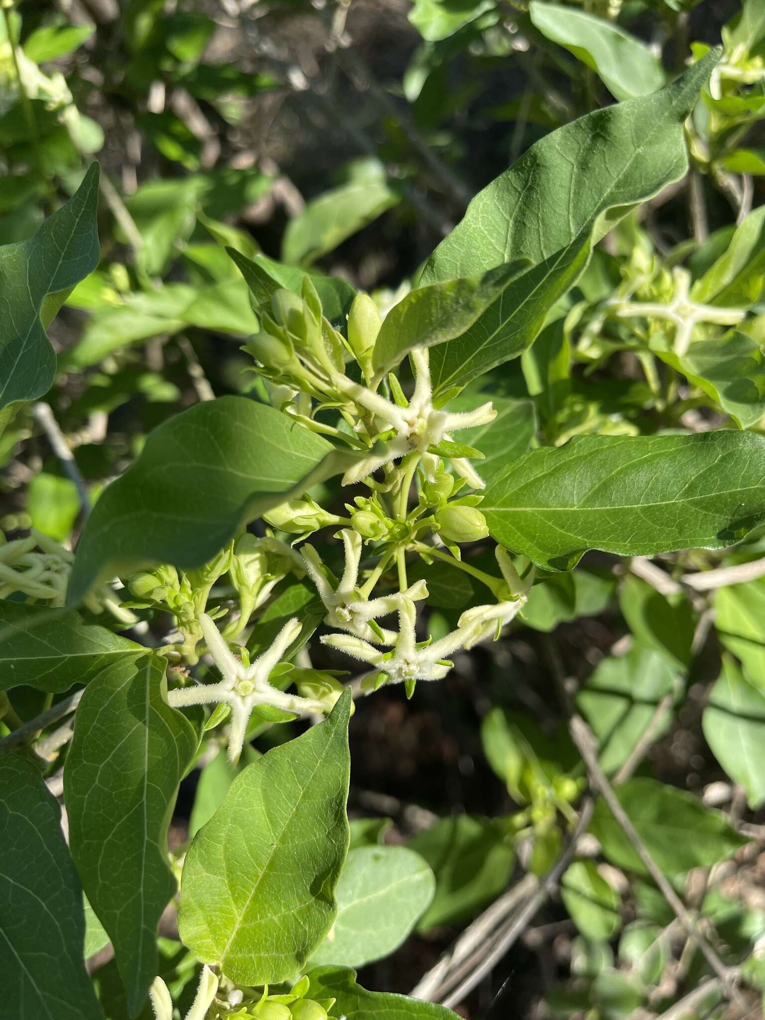 صورة Marsdenia rubicunda (K. Schum.) N. E. Br.