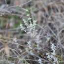 Imagem de Thymus mastichina (L.) L.