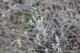 Image of Mastic Thyme