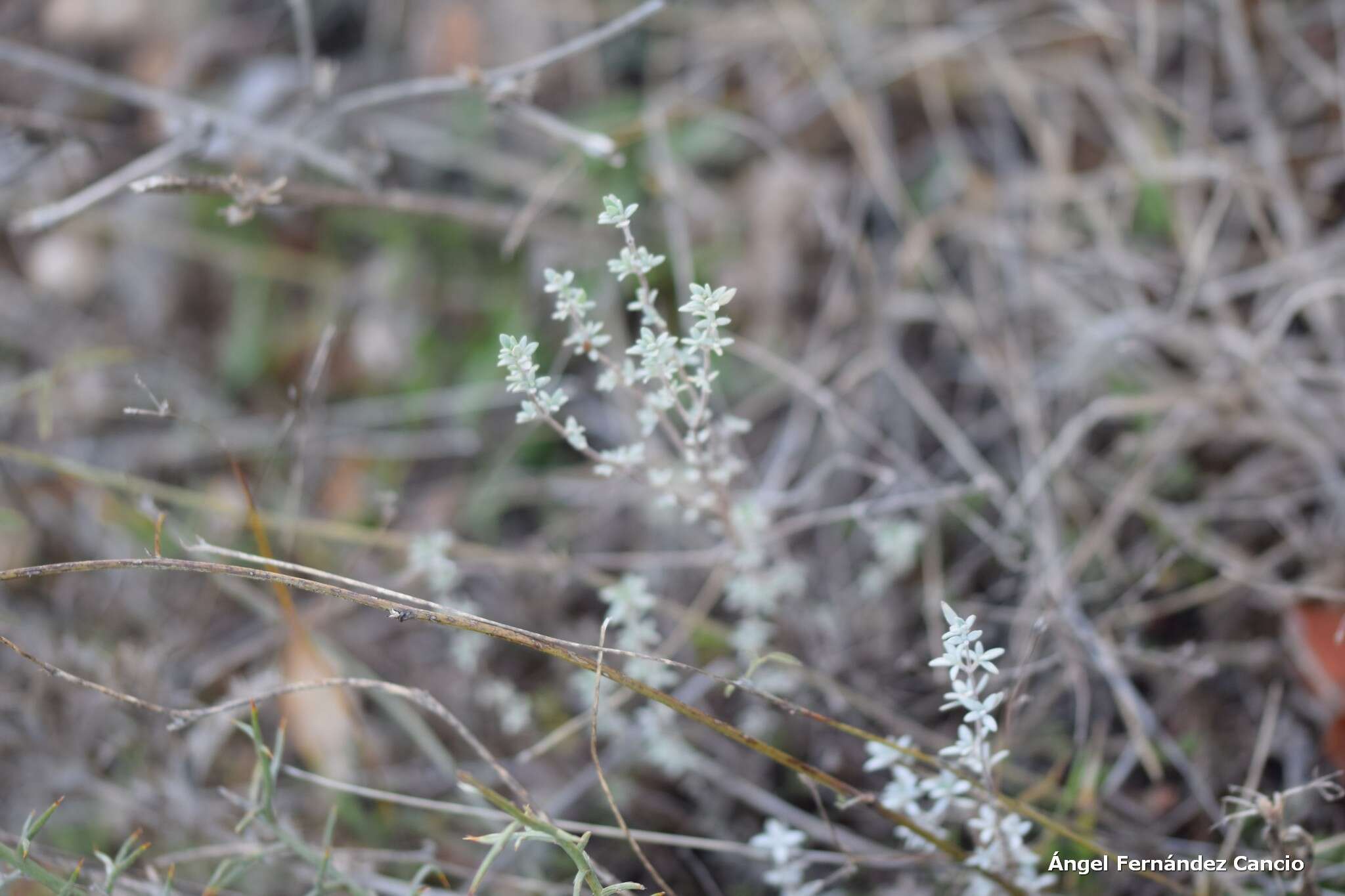 Image of Mastic Thyme