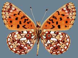 Plancia ëd Boloria selene tollandensis (W. Barnes & Benjamin 1925)