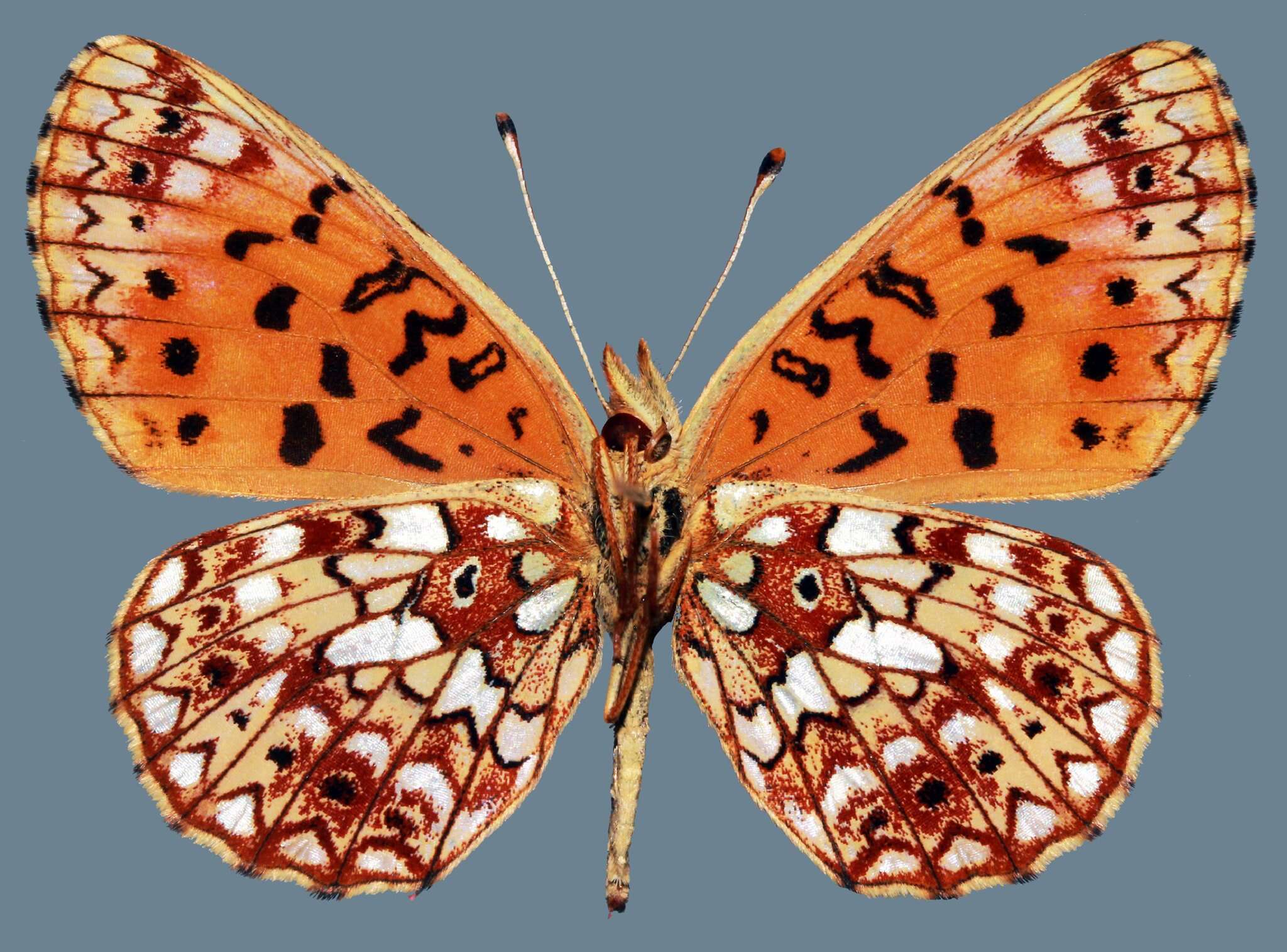 Plancia ëd Boloria selene tollandensis (W. Barnes & Benjamin 1925)