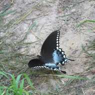 Image of Spicebush swallowtail