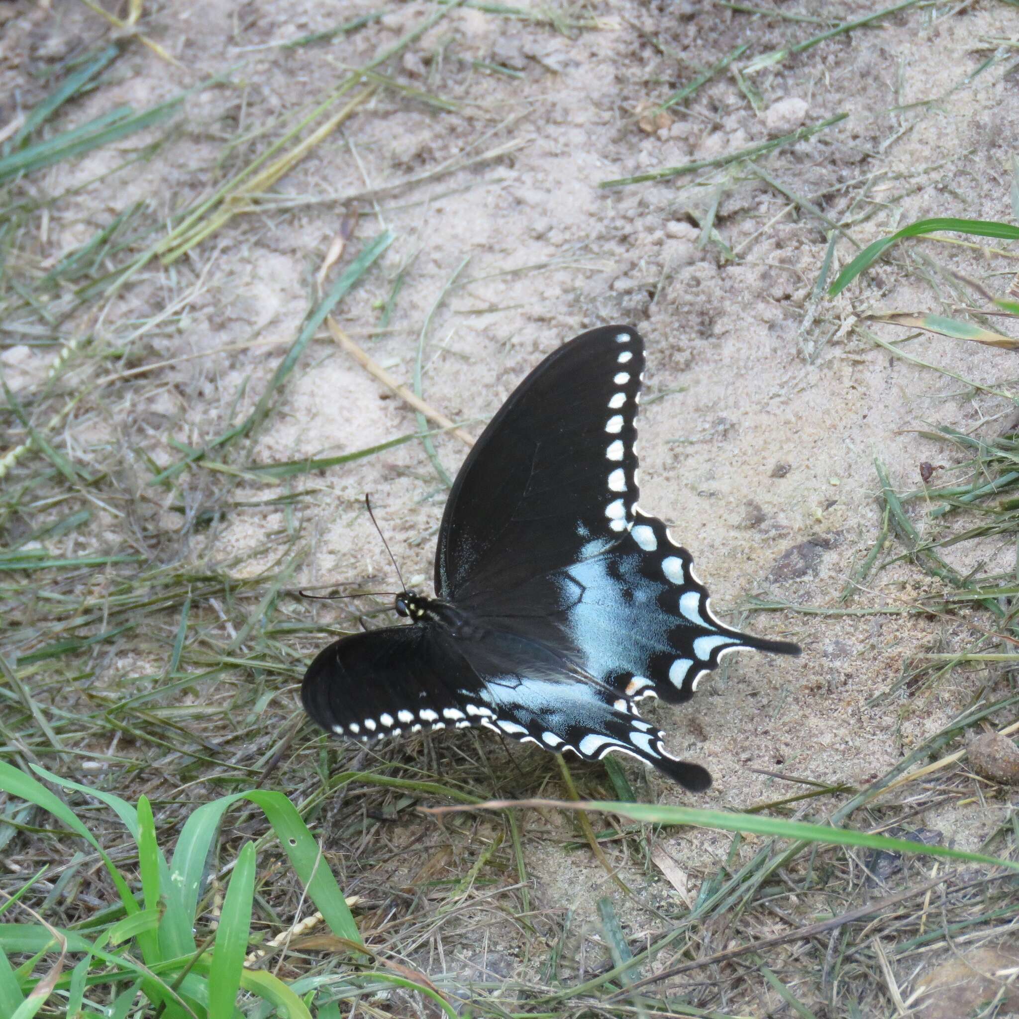 Papilio troilus Linnaeus 1758 resmi