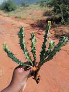 Image of Euphorbia enormis N. E. Br.