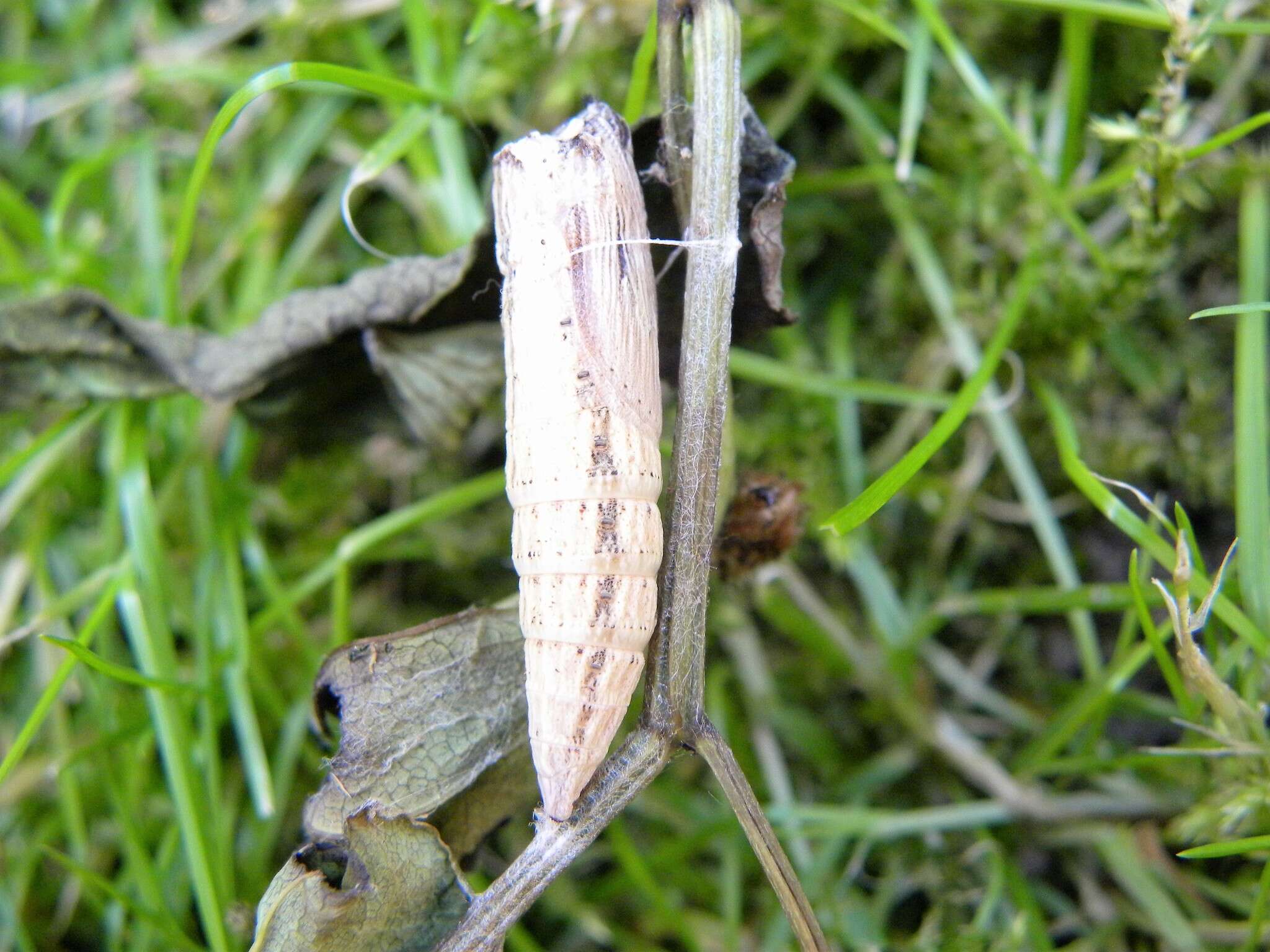 Image of Zerynthia polyxena