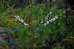 Image of Acacia baeuerlenii Maiden & R. T. Baker