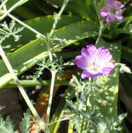 Image of Geranium multisectum N. E. Br.