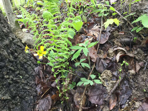 Ranunculus hispidus Michx.的圖片