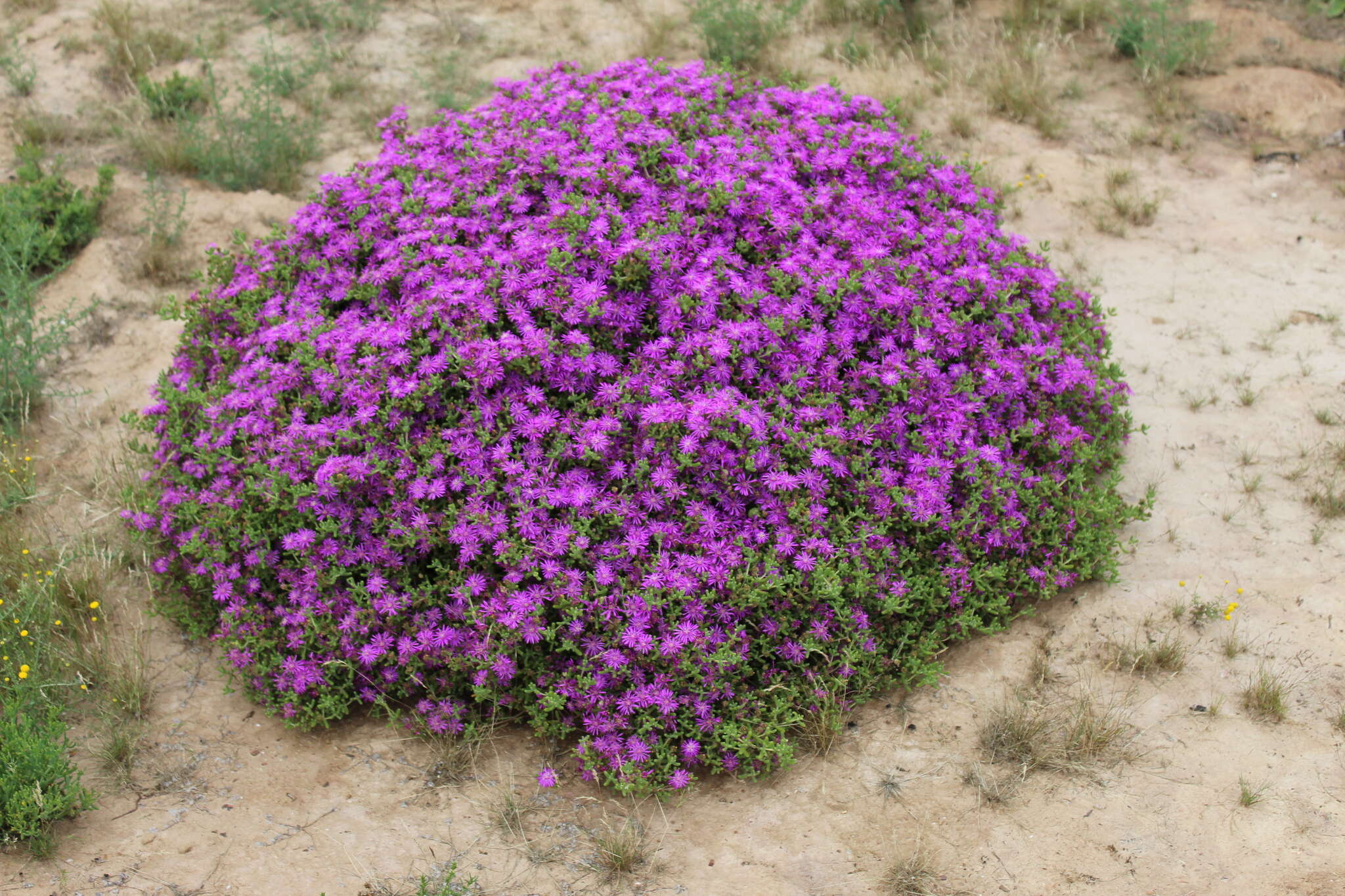 Imagem de Drosanthemum crassum L. Bol.