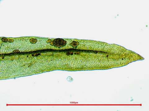 Image of stellate orthotrichum moss