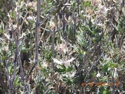 Image of lavender sage