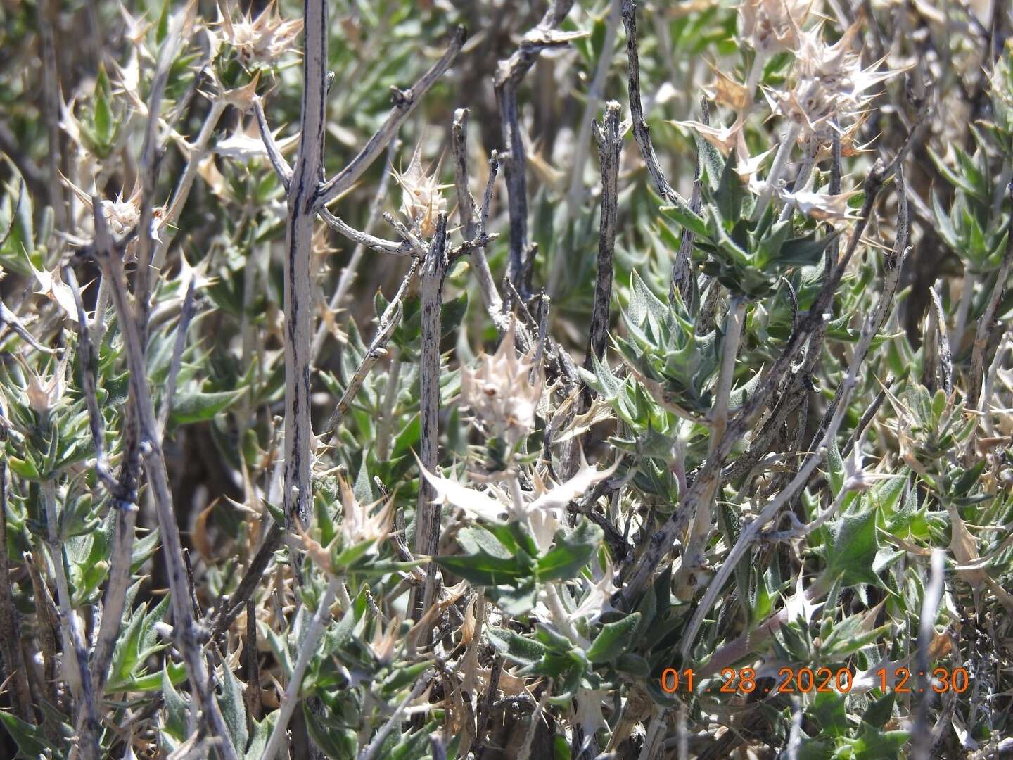 Image of lavender sage