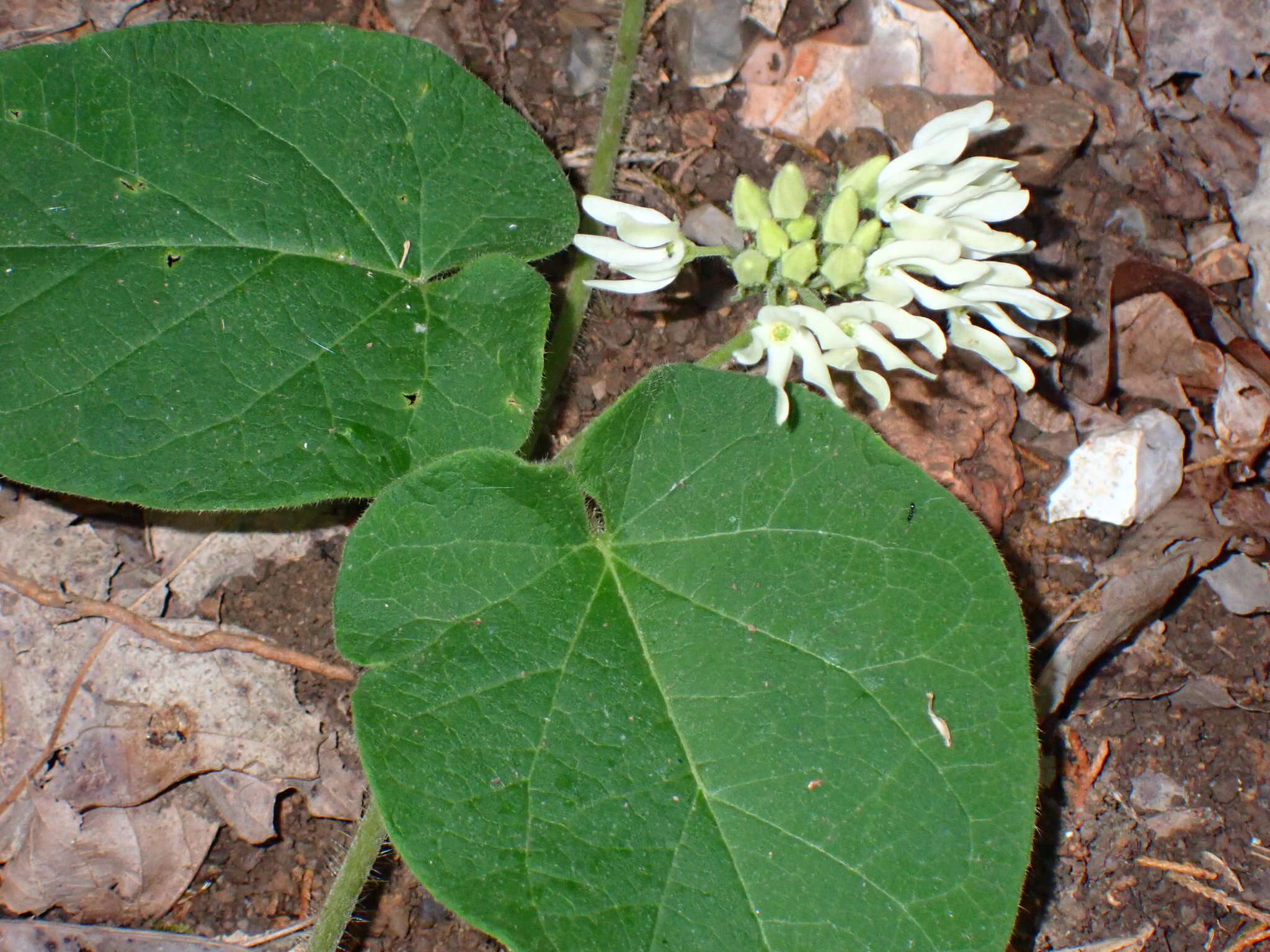 Image de Matelea baldwyniana (Sweet) R. E. Woodson