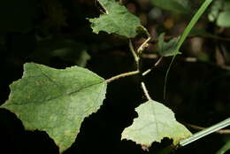 Image of Laportea oligoloba (Baker) I. Friis