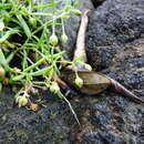 Image of Spergularia tasmanica (Kindb.) L. G. Adams